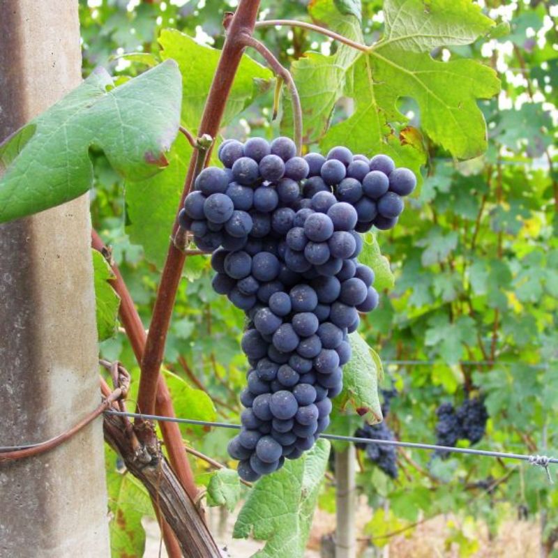 Nebbiolo