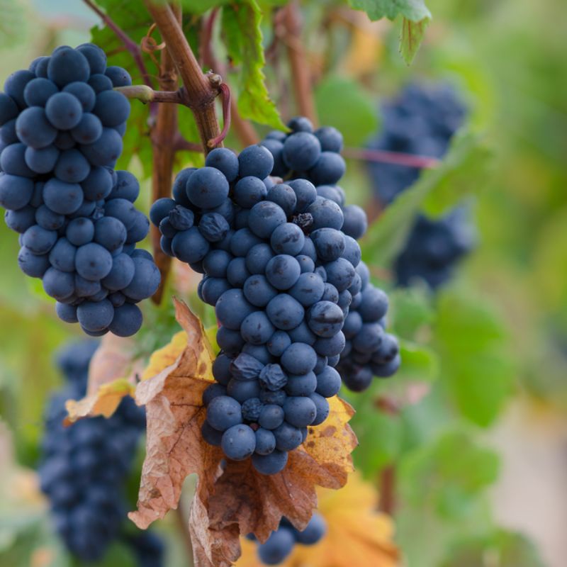 Maison Albert Bichot Pinot Noir