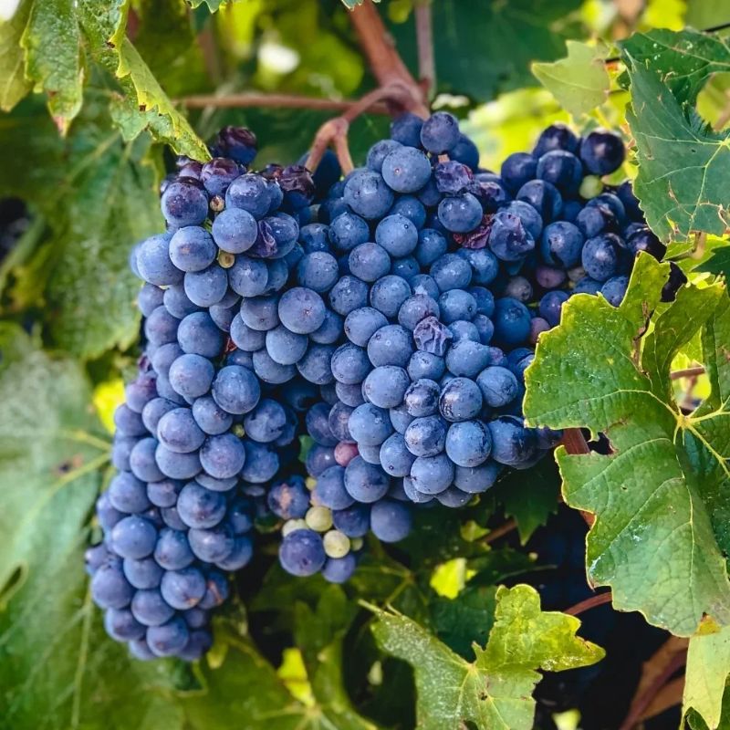 Sangiovese